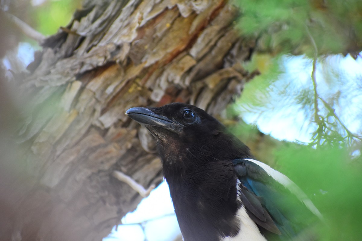 straka americká - ML646556747