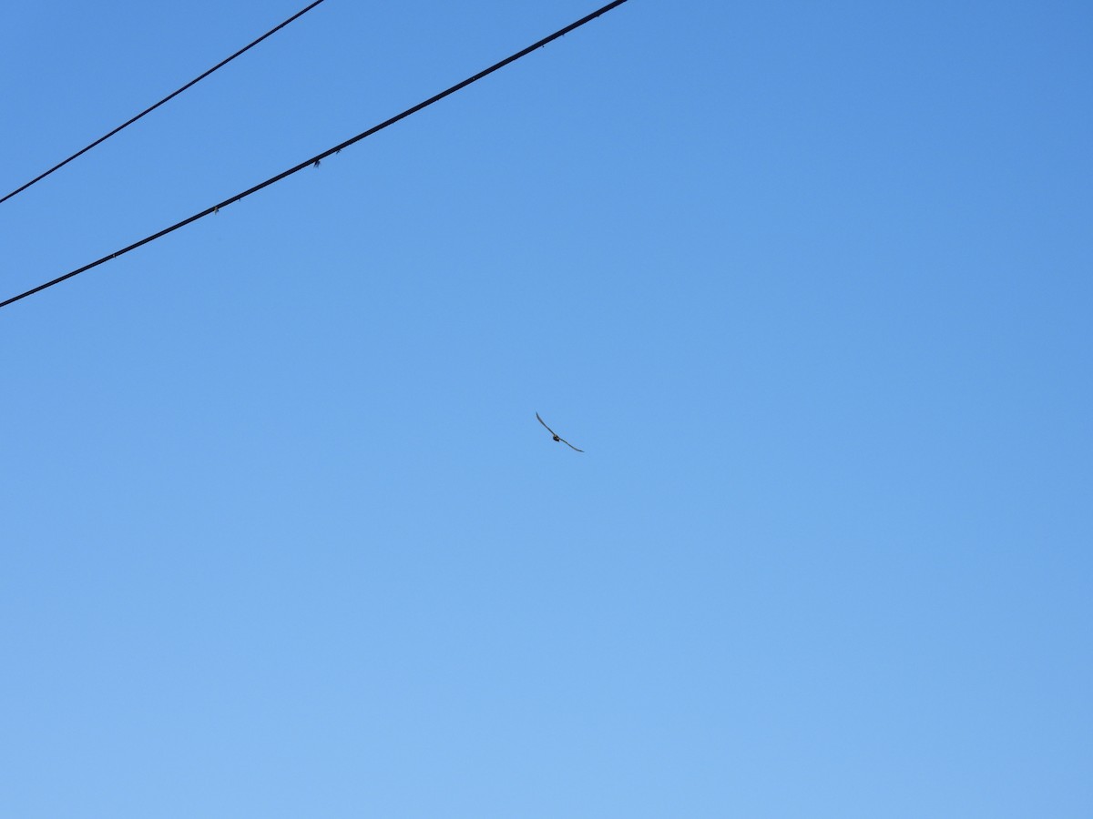 Aplomadofalke - ML646556749