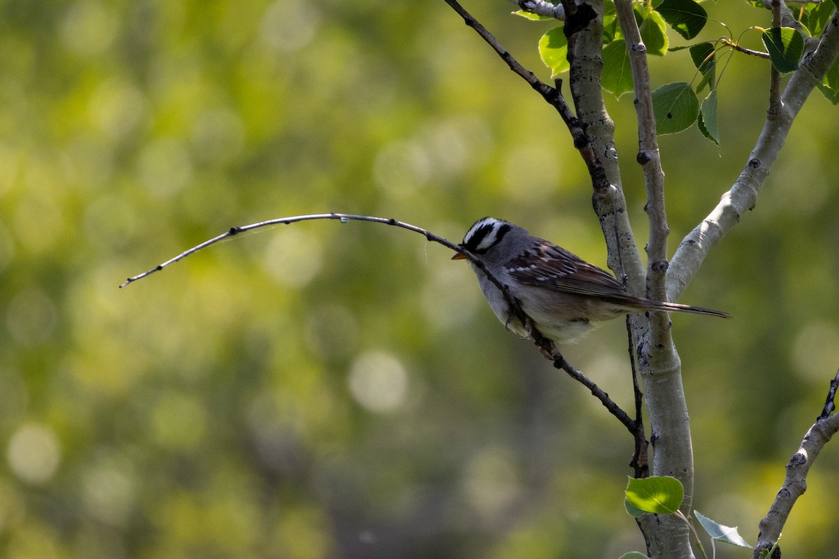 White-crowned Sparrow - ML646556751