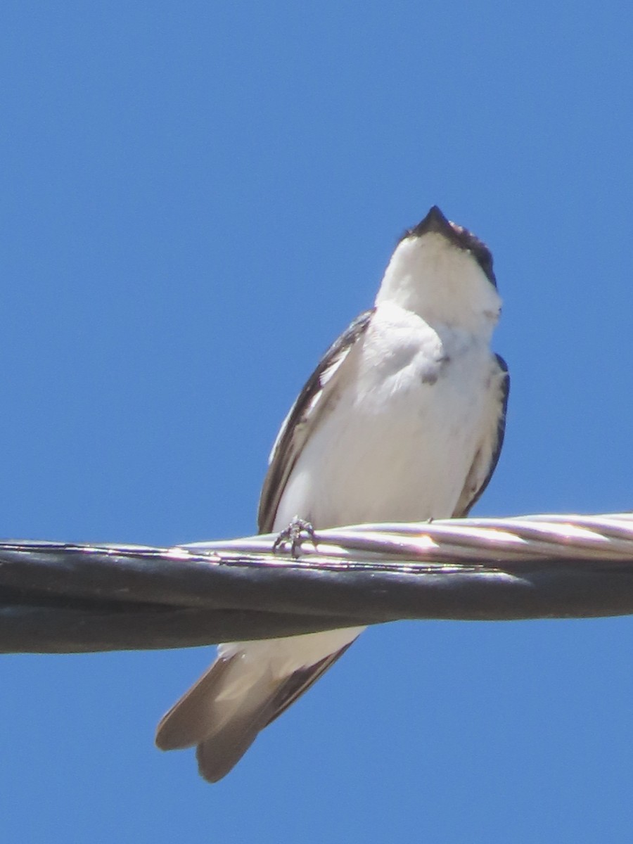 White-winged Swallow - ML646556754