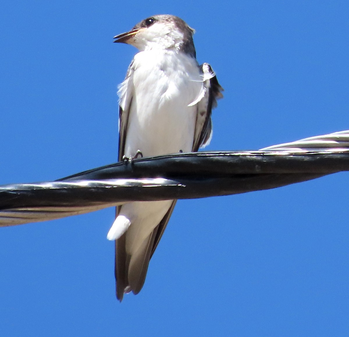 White-winged Swallow - ML646556757
