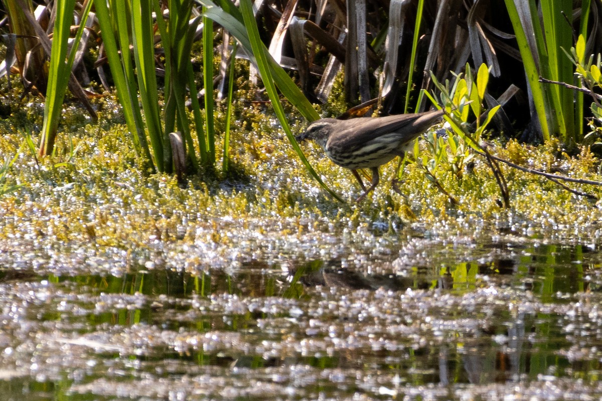 Northern Waterthrush - ML646556762
