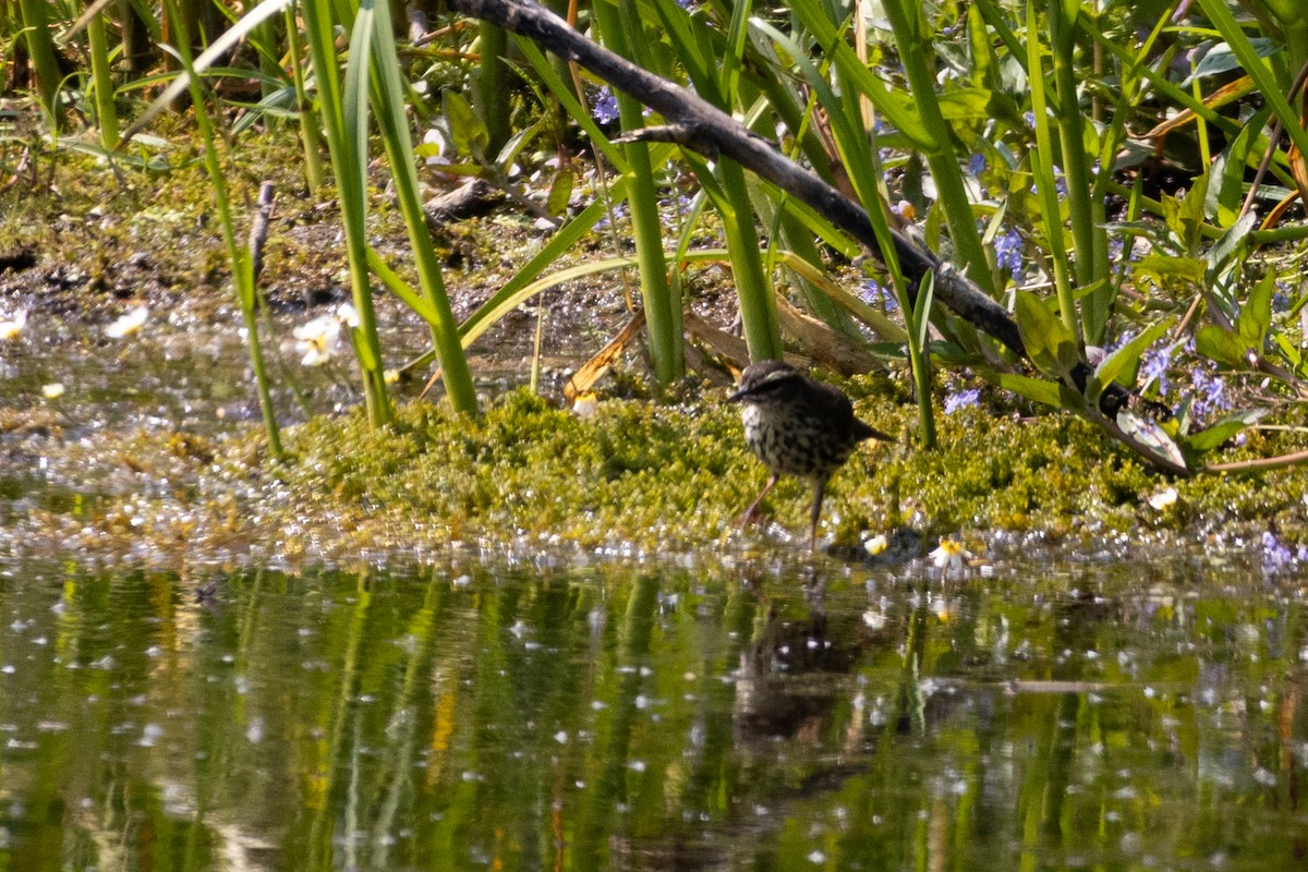 Northern Waterthrush - ML646556763