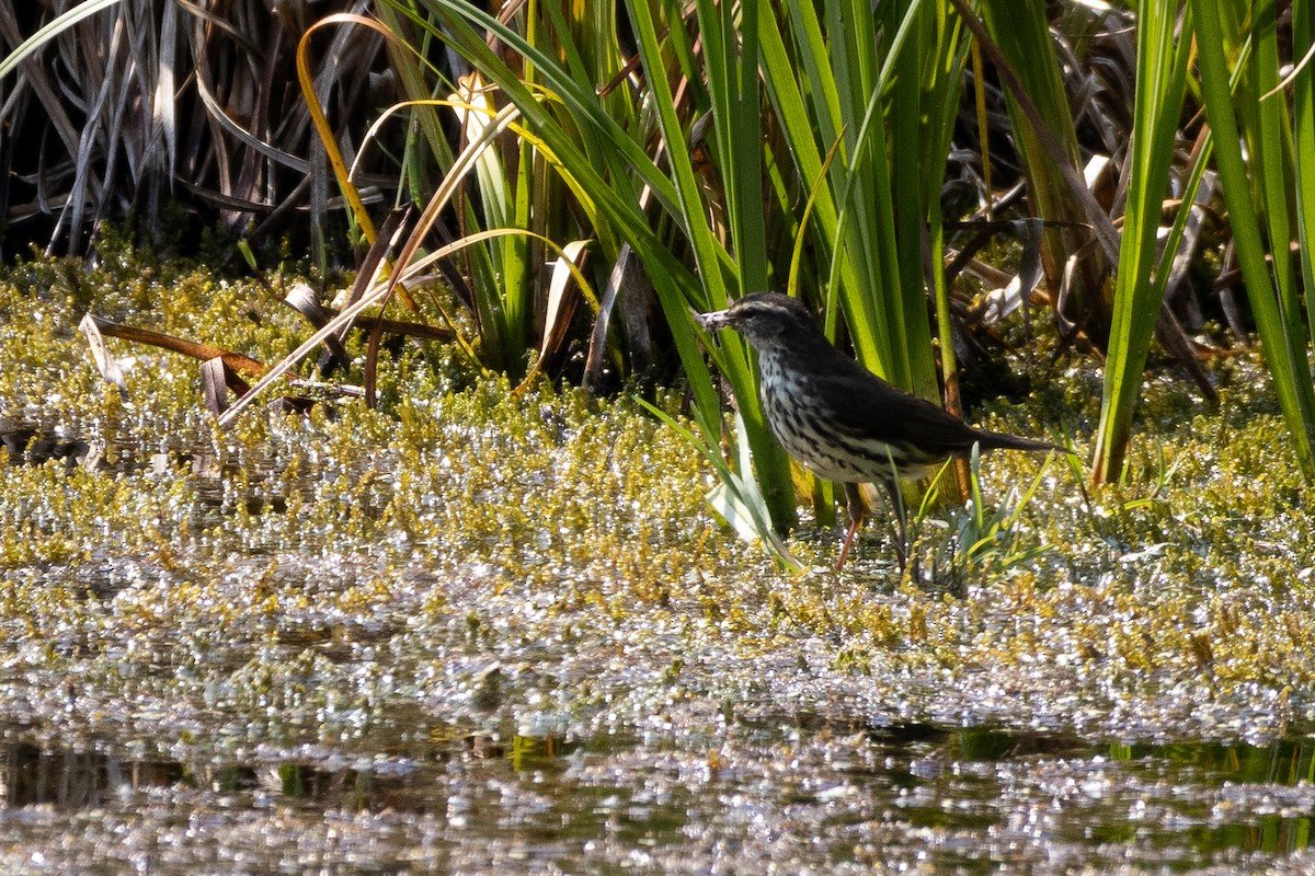 Northern Waterthrush - ML646556764