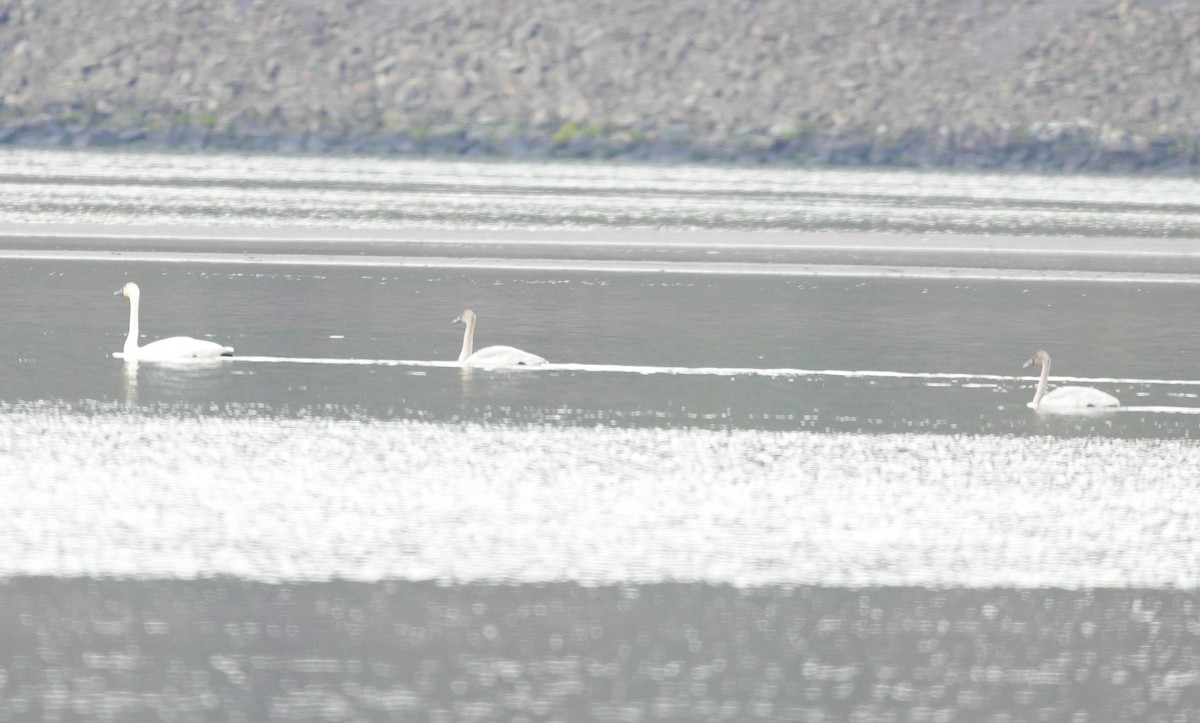 Tundra Swan - ML646556765