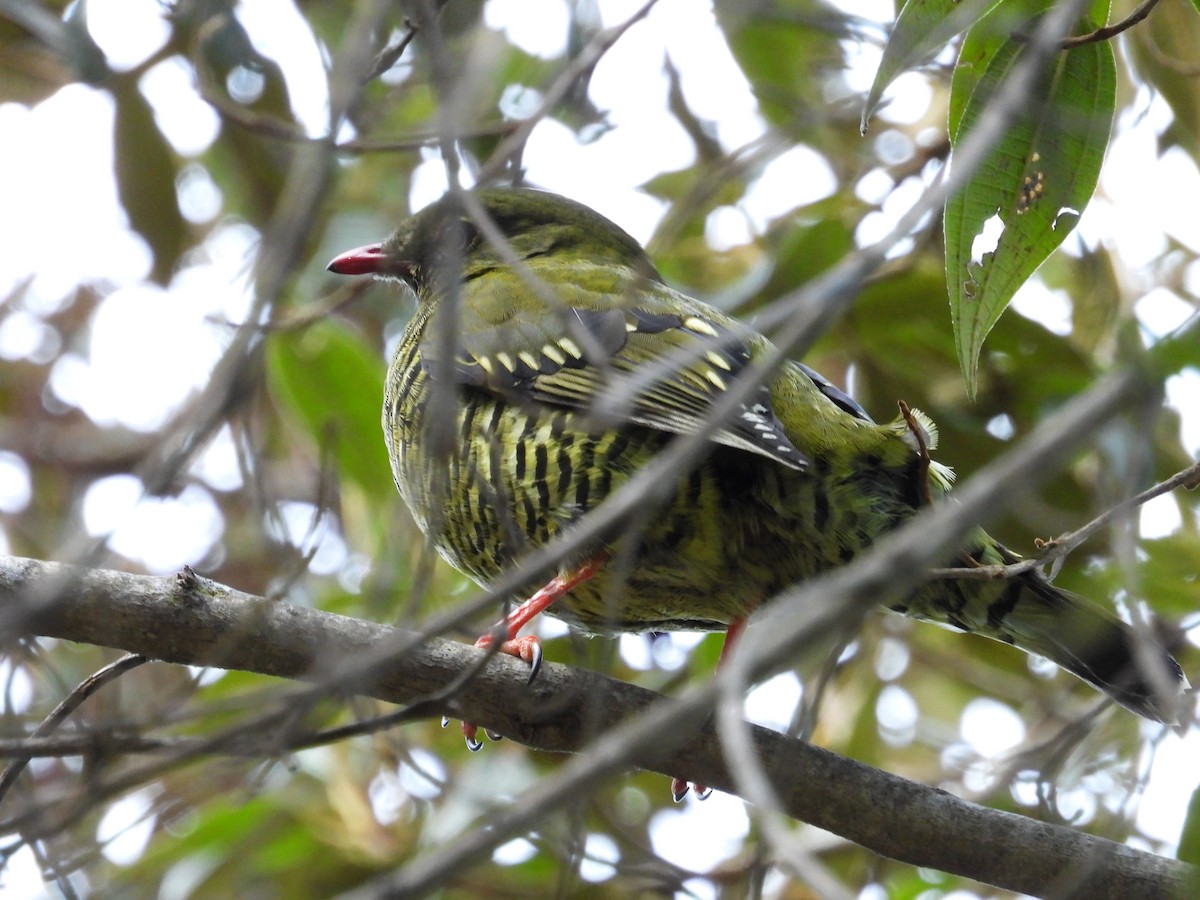 Bindenkotinga - ML646556766