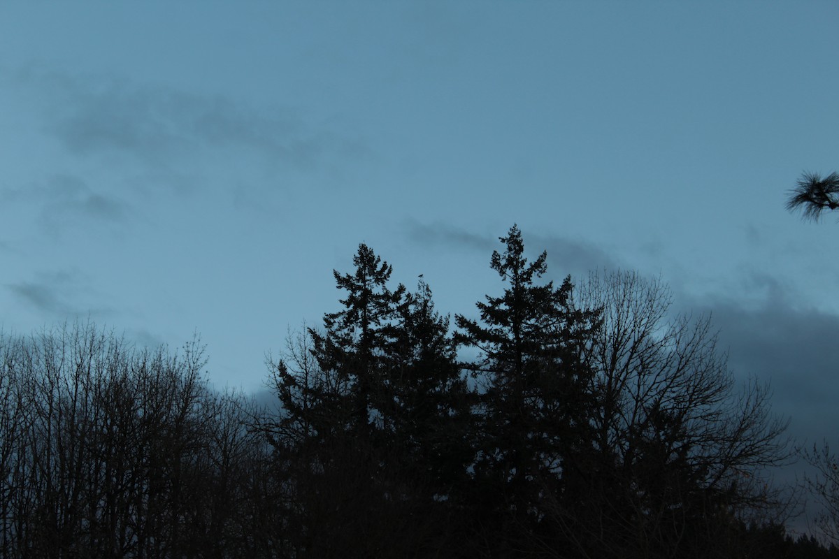 American Crow - ML646556770