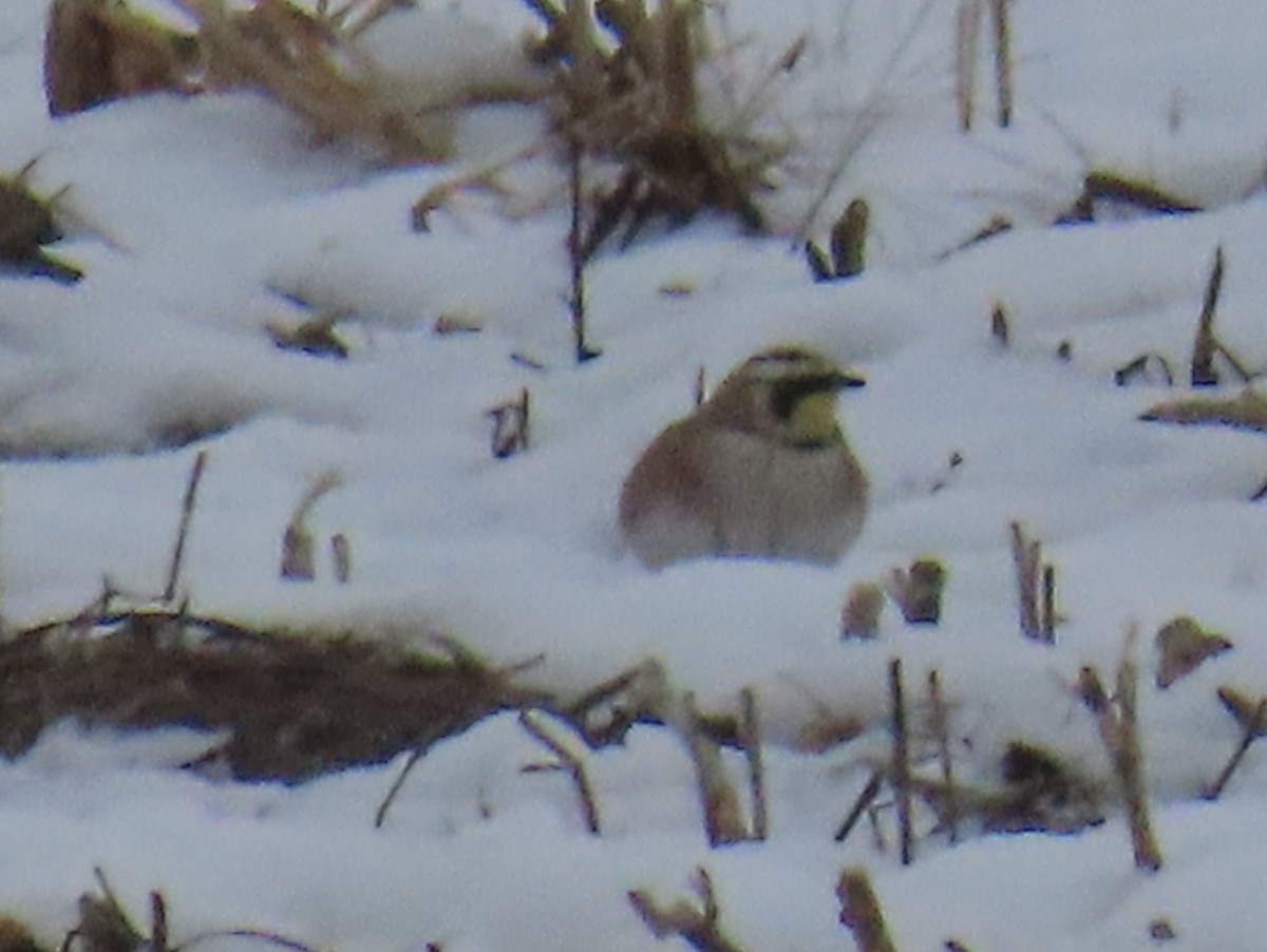 Horned Lark - ML646556771