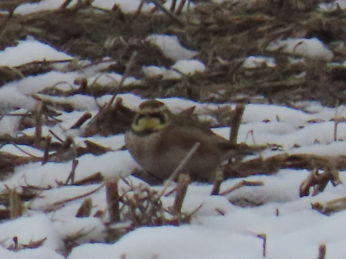 Horned Lark - ML646556773