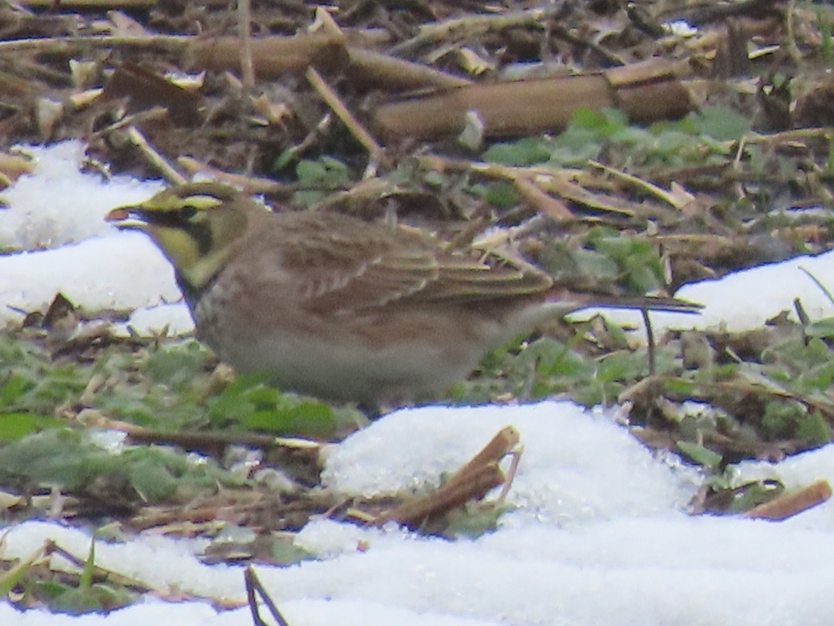 Horned Lark - ML646556775