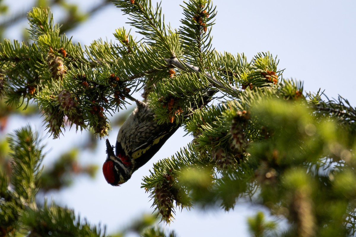 Red-naped Sapsucker - ML646556778
