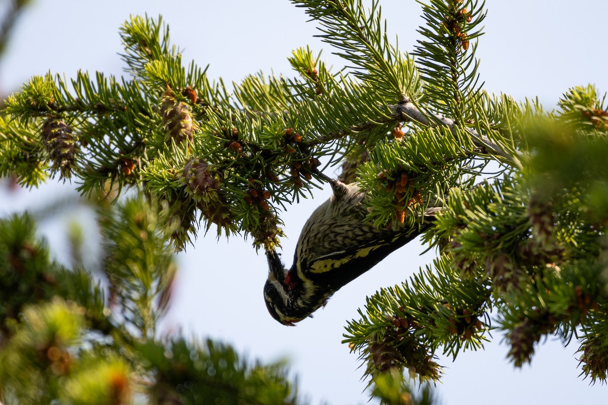 Red-naped Sapsucker - ML646556779