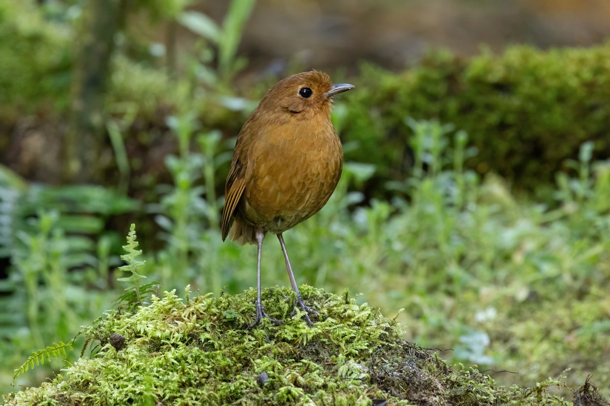 Equatorial Antpitta - ML646556783