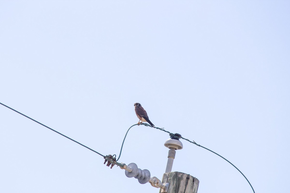 American Kestrel (Cuban) - ML646556785