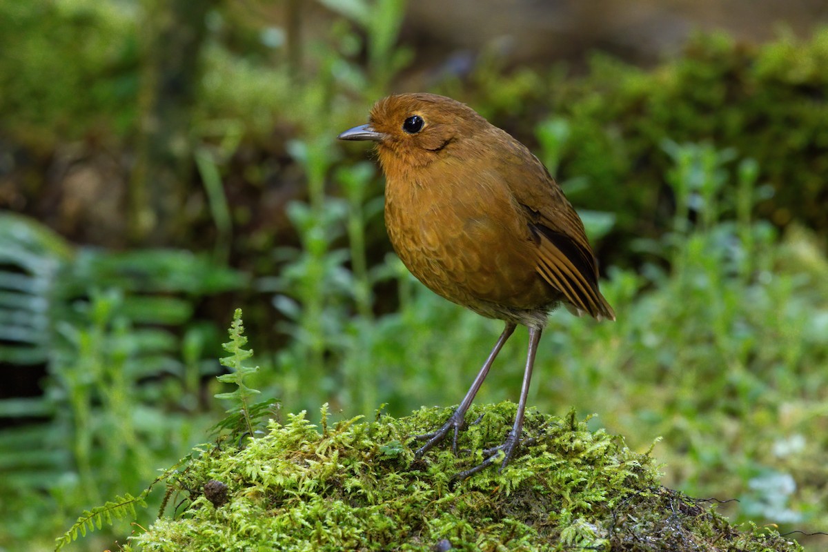 Equatorial Antpitta - ML646556786