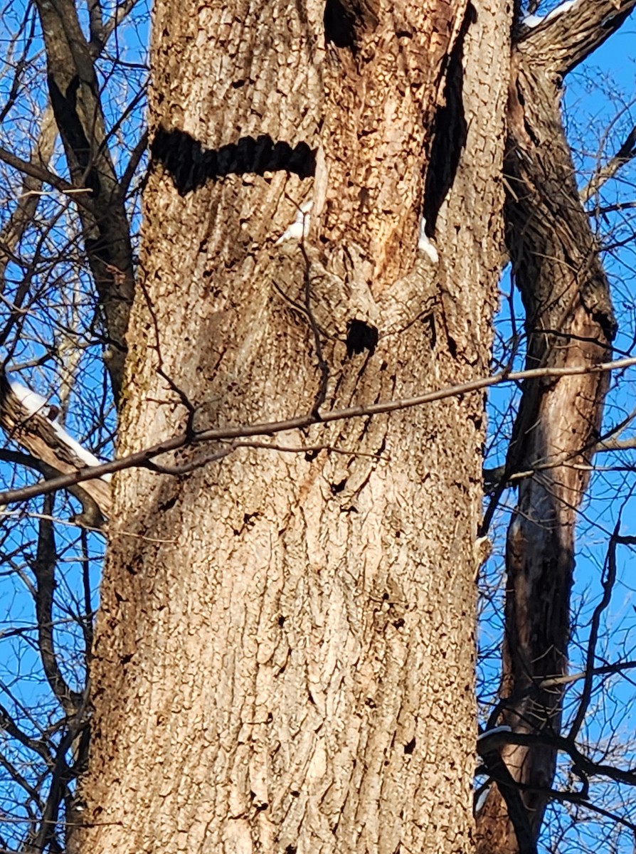 Brown Creeper - ML646556787