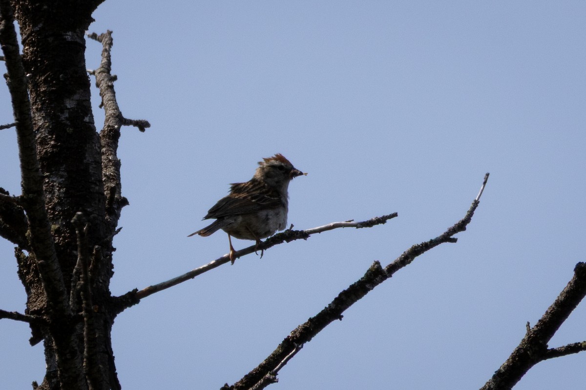 Chipping Sparrow - ML646556788