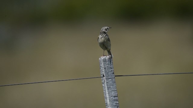 Pipit de Hellmayr - ML646556791
