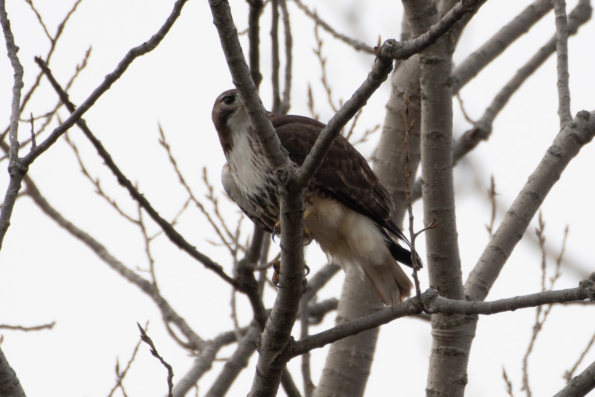 Red-tailed Hawk - ML646556792