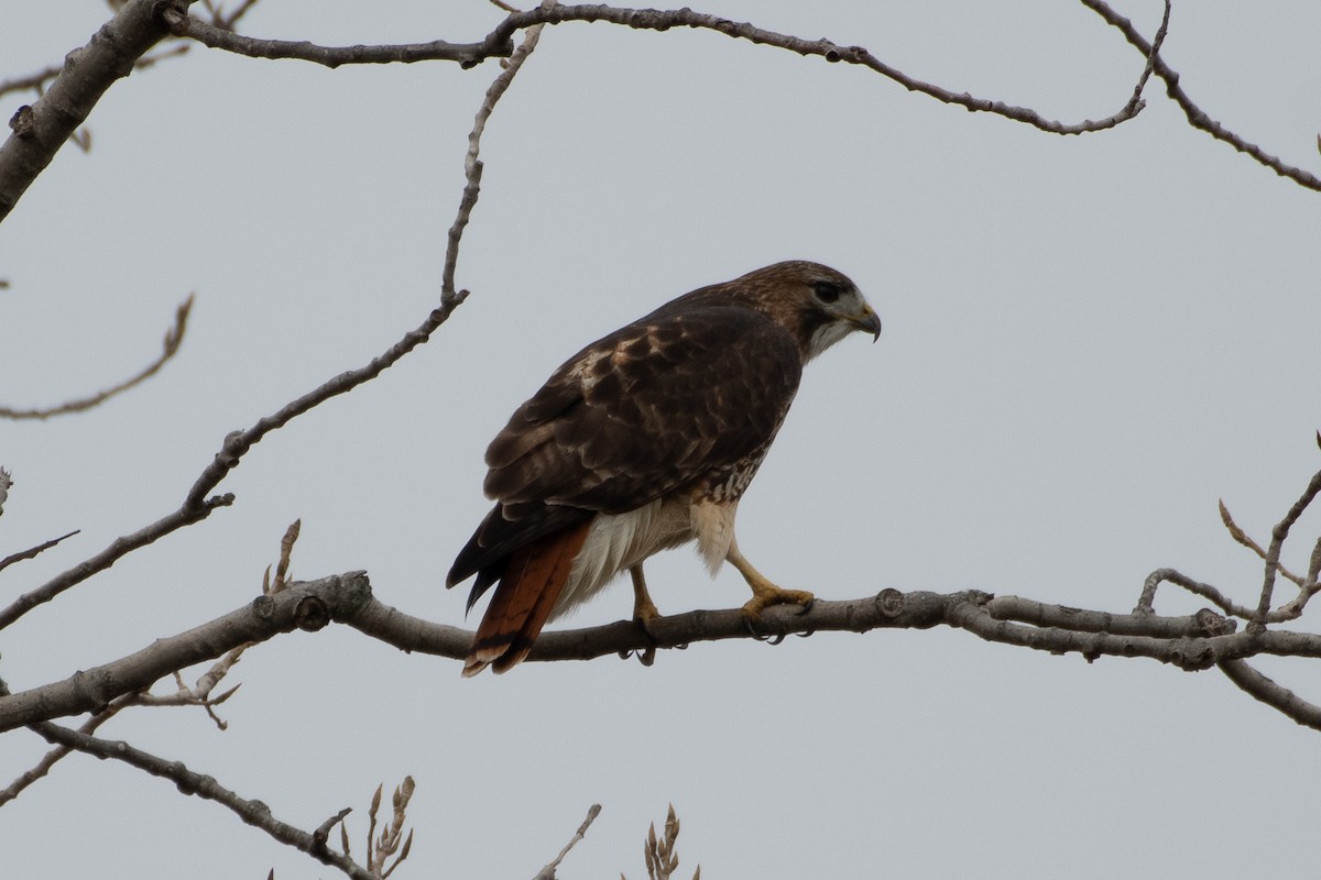 Red-tailed Hawk - ML646556793