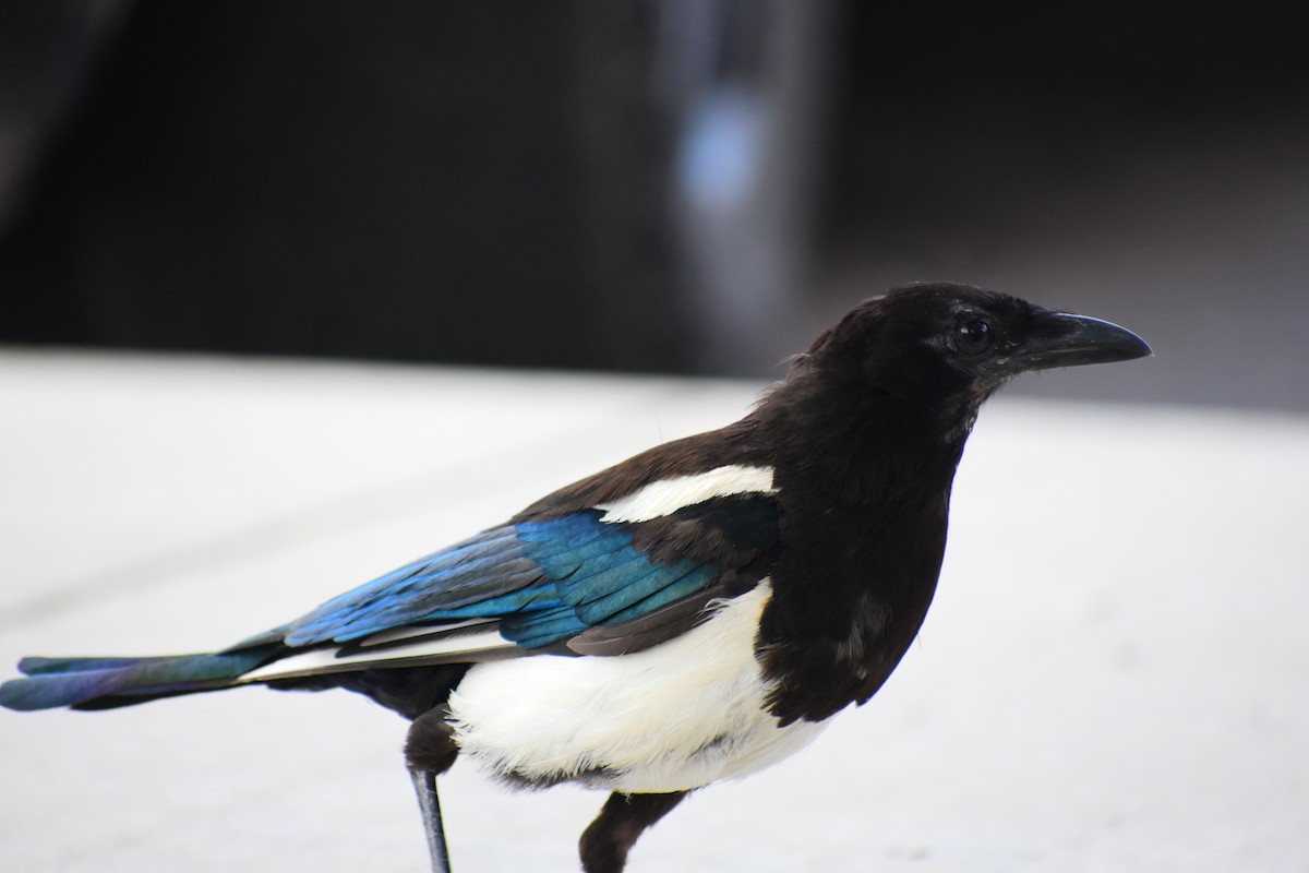 straka americká - ML646556794