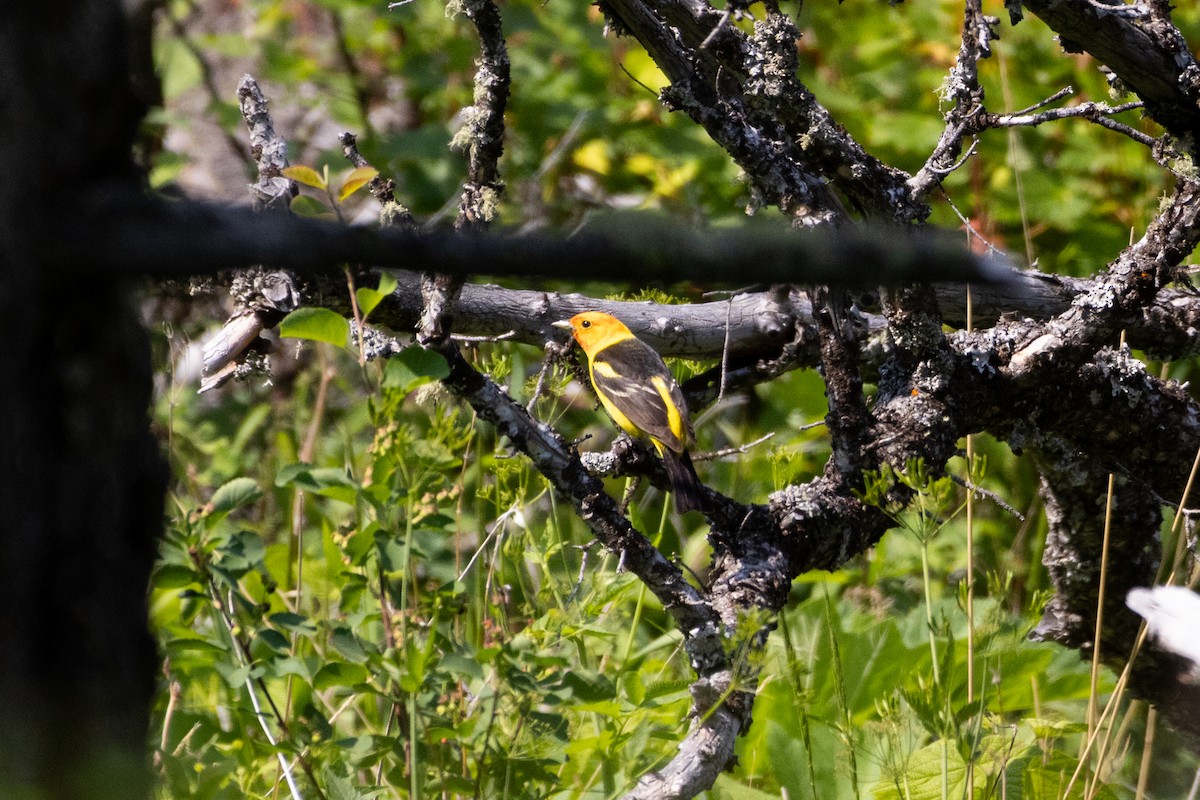 Western Tanager - ML646556795