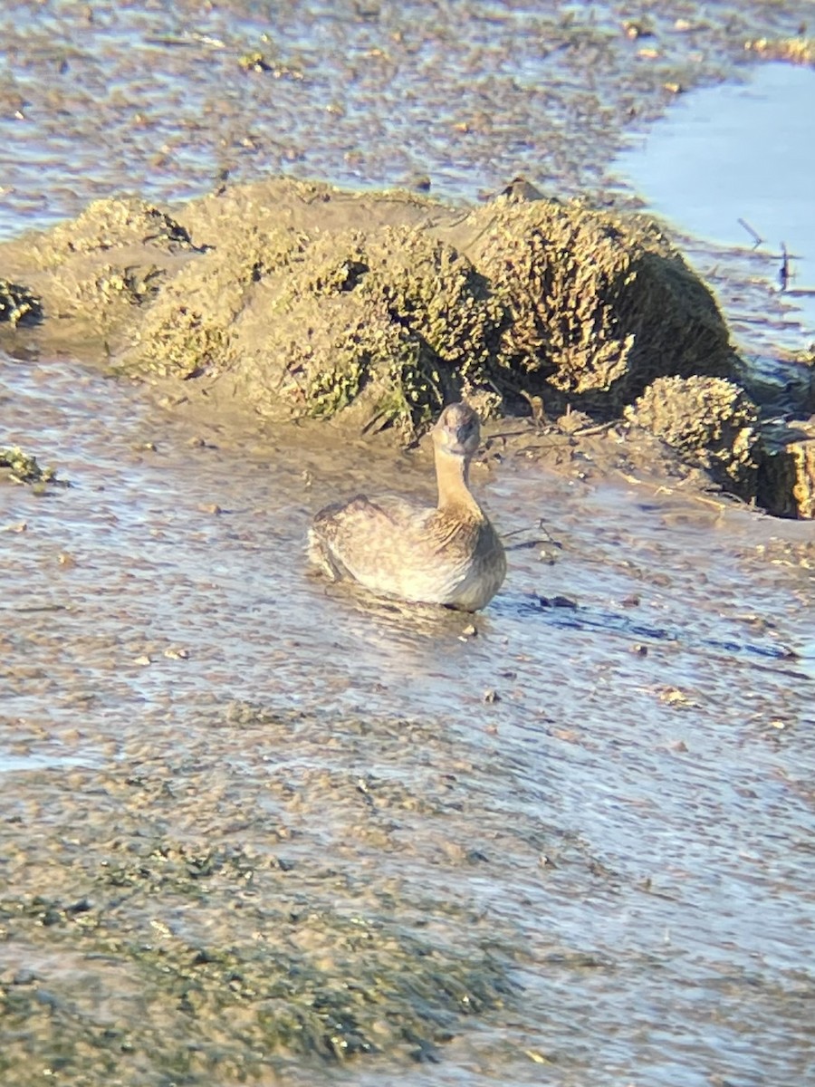 Pied-billed Grebe - ML646556798