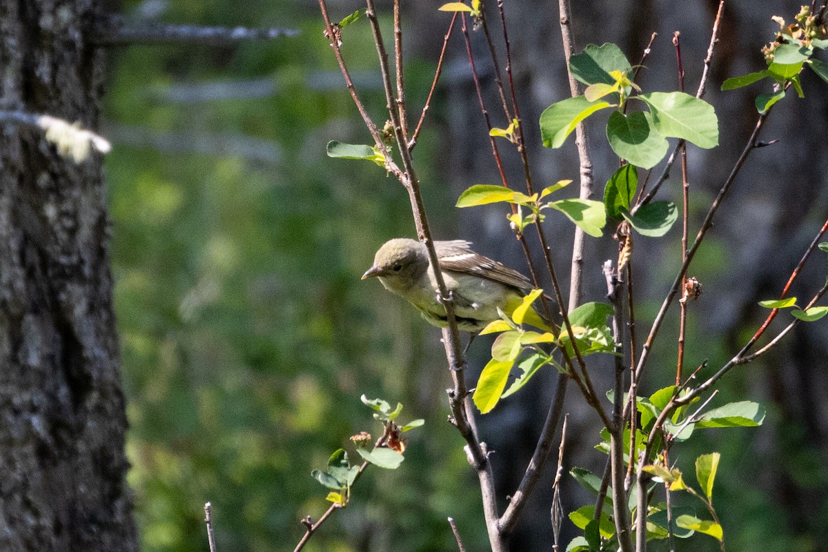 Western Tanager - ML646556799
