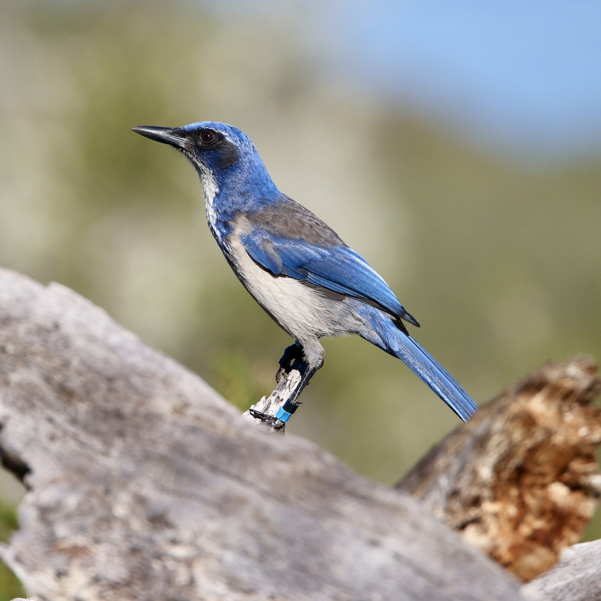 Island Scrub-Jay - ML646556800