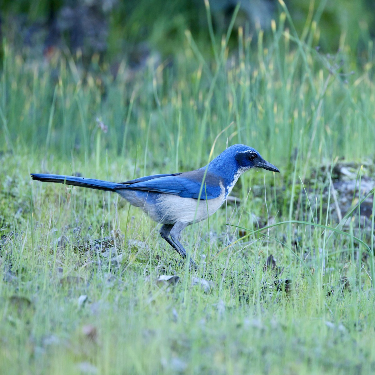 Island Scrub-Jay - ML646556801