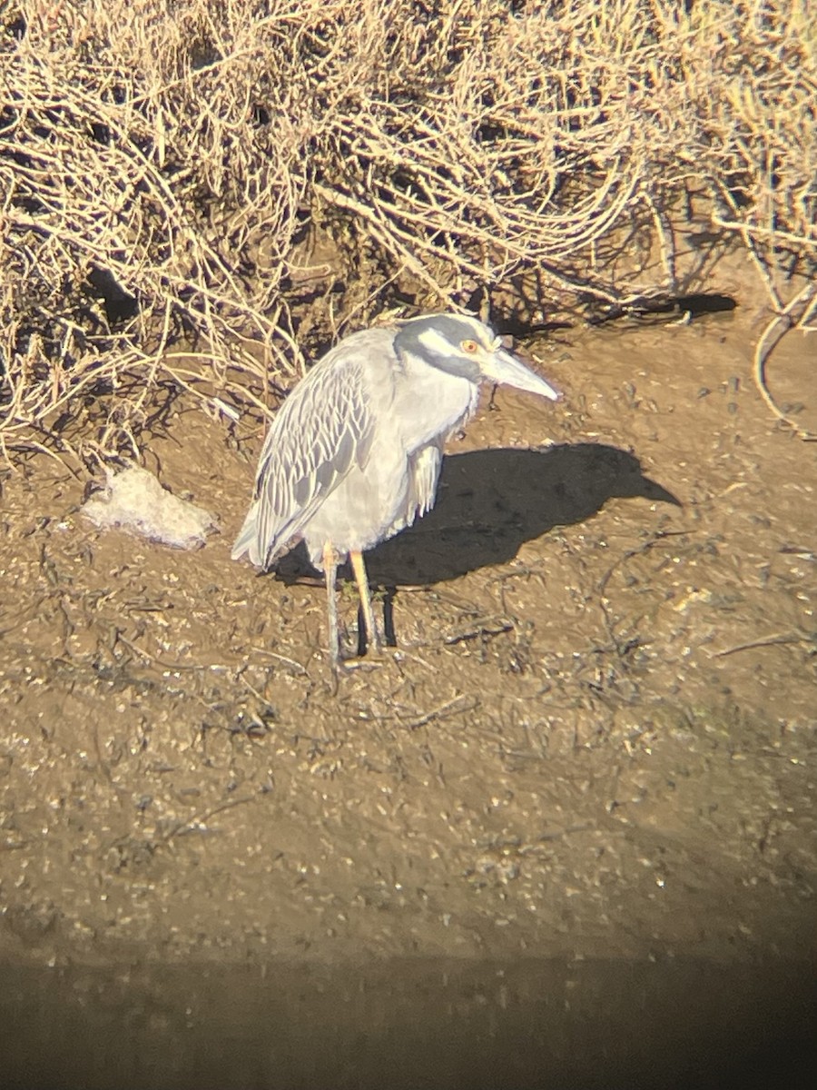Yellow-crowned Night Heron - ML646556803
