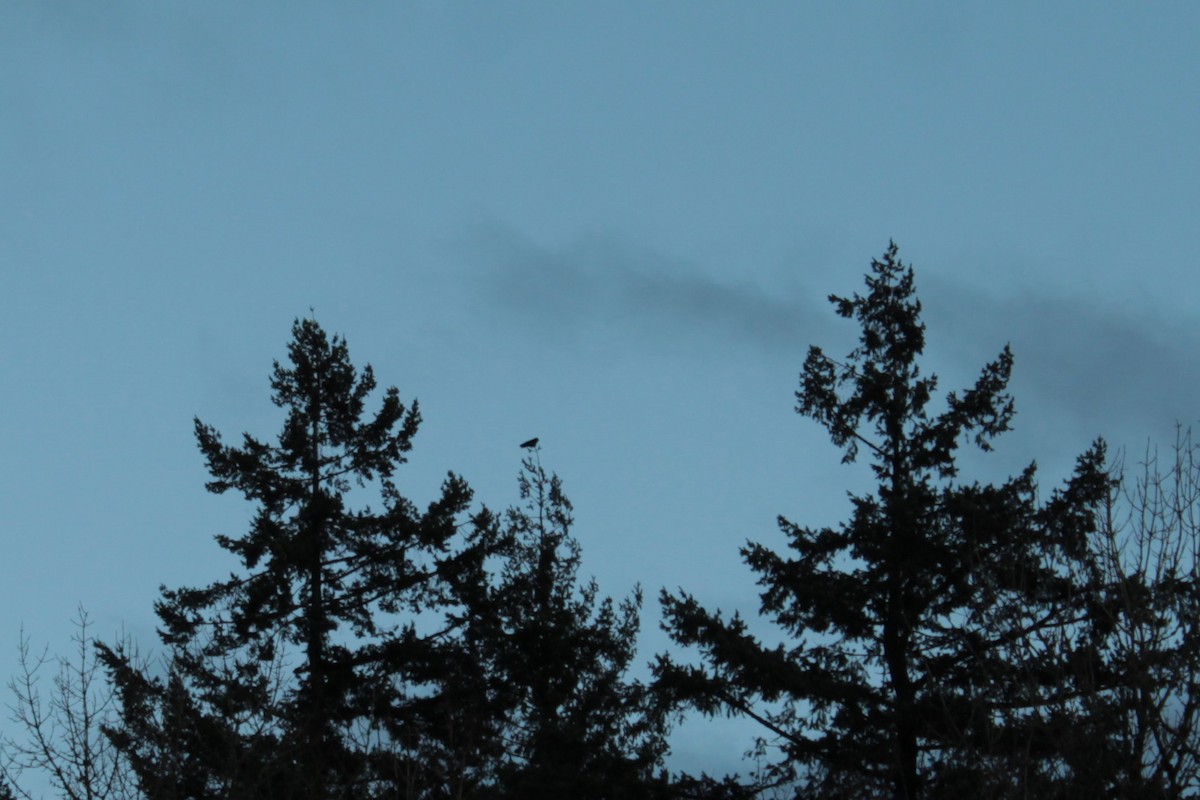 American Crow - ML646556805