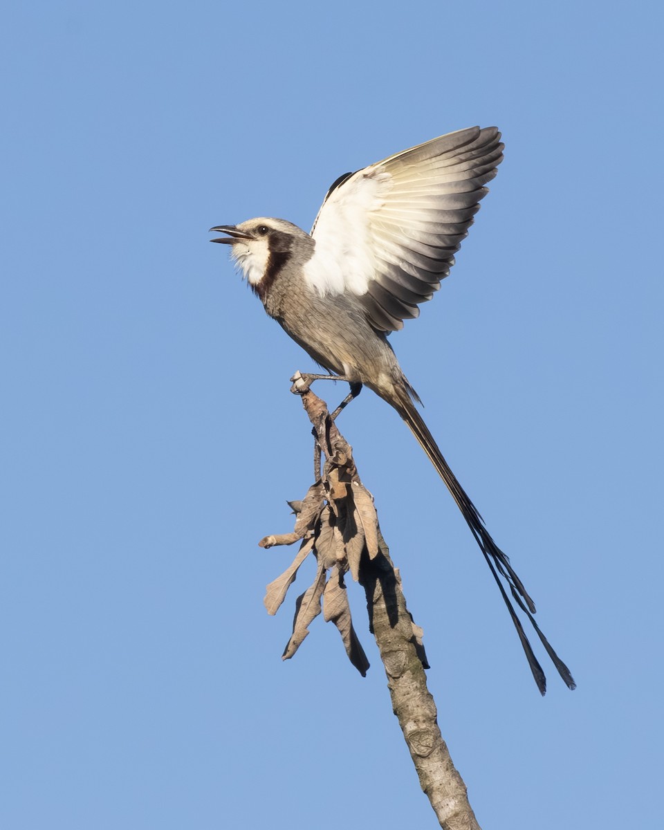 Streamer-tailed Tyrant - ML646556806