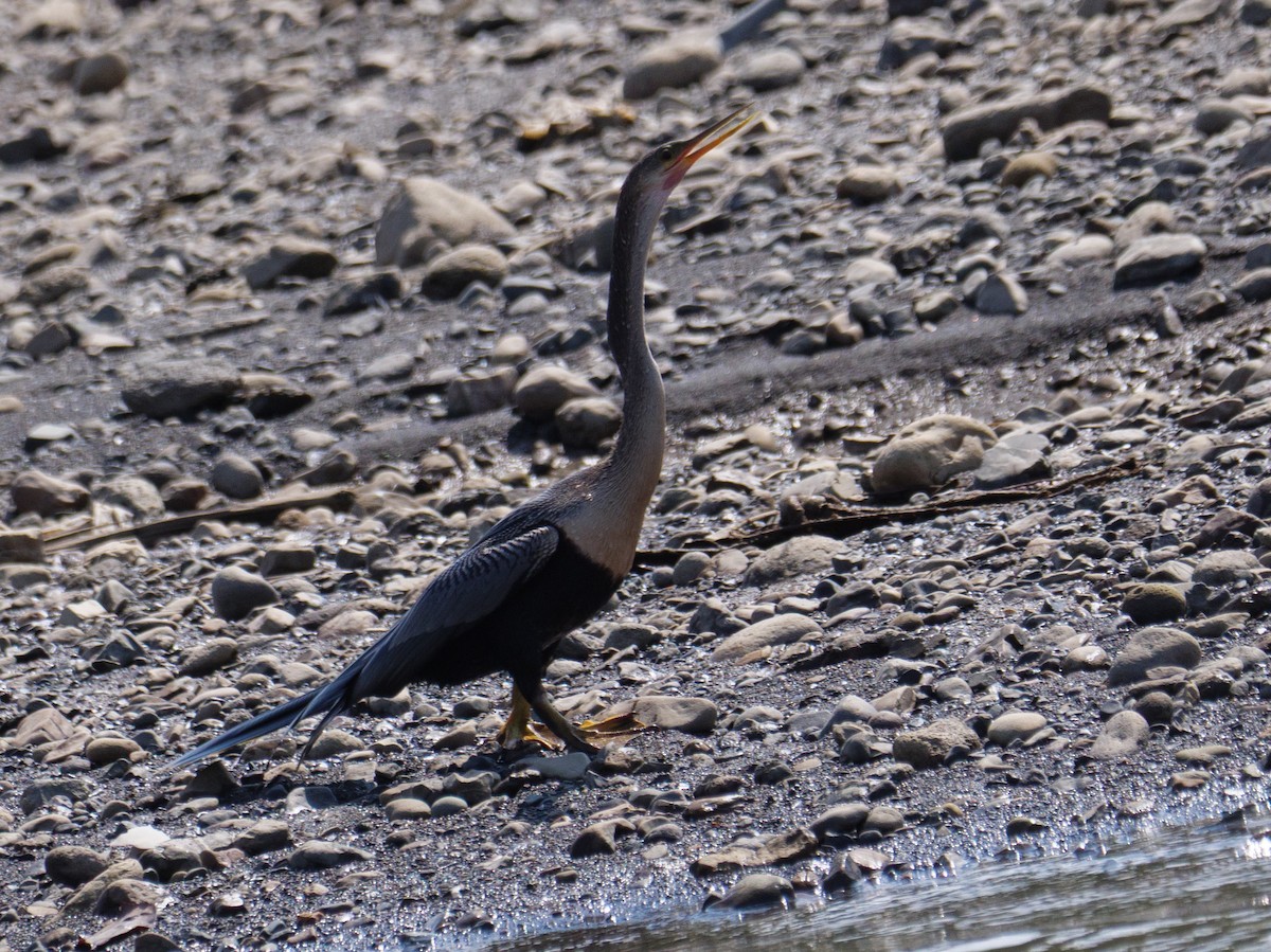 נחשון אמריקני - ML646556810