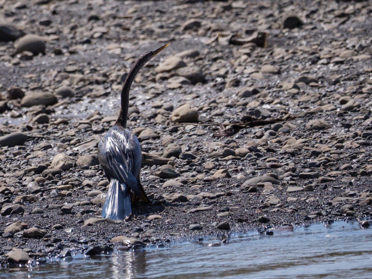 נחשון אמריקני - ML646556811