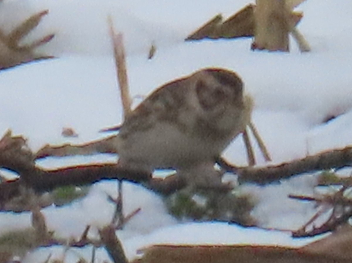Lapland Longspur - ML646556813