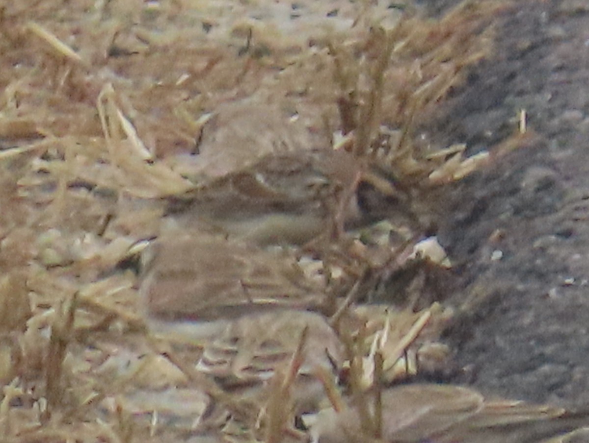 Lapland Longspur - ML646556815