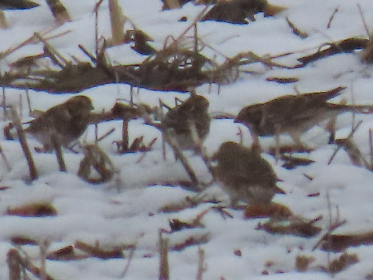 Lapland Longspur - ML646556818