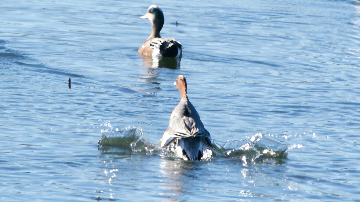 Eurasian Wigeon - ML646556821