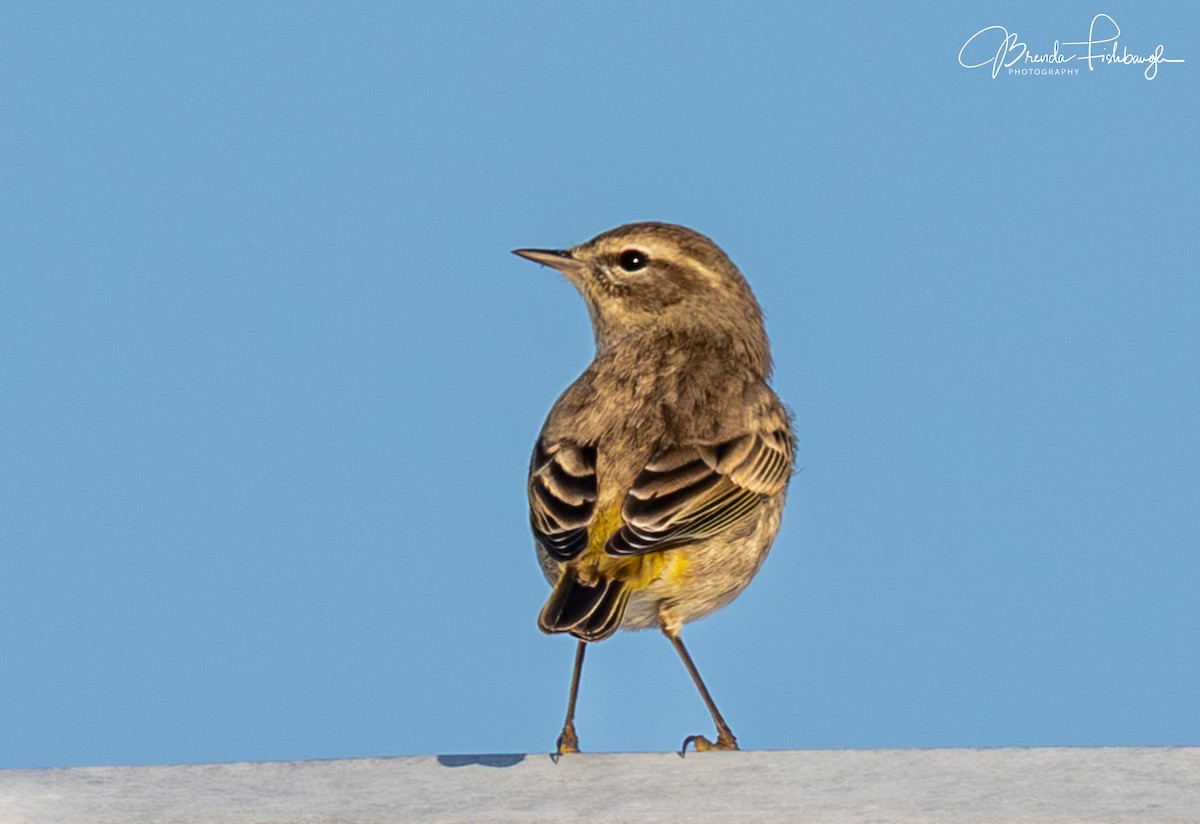 Palm Warbler - ML646556823