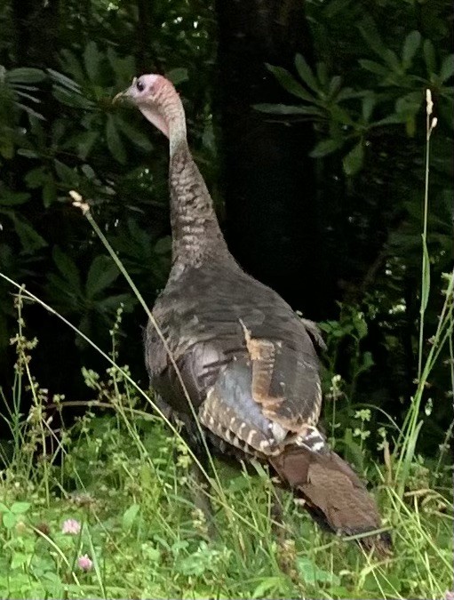Wild Turkey - ML646556824