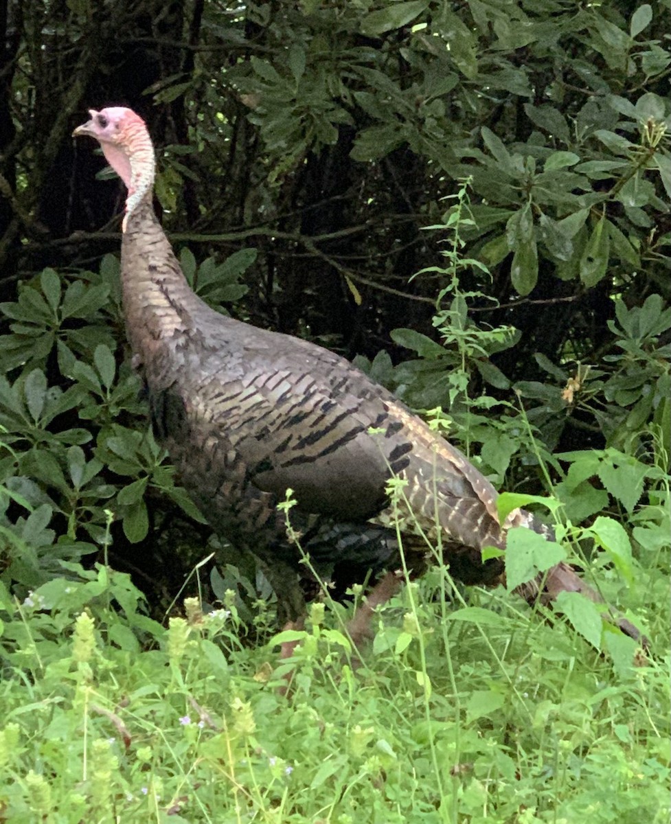 Wild Turkey - ML646556825