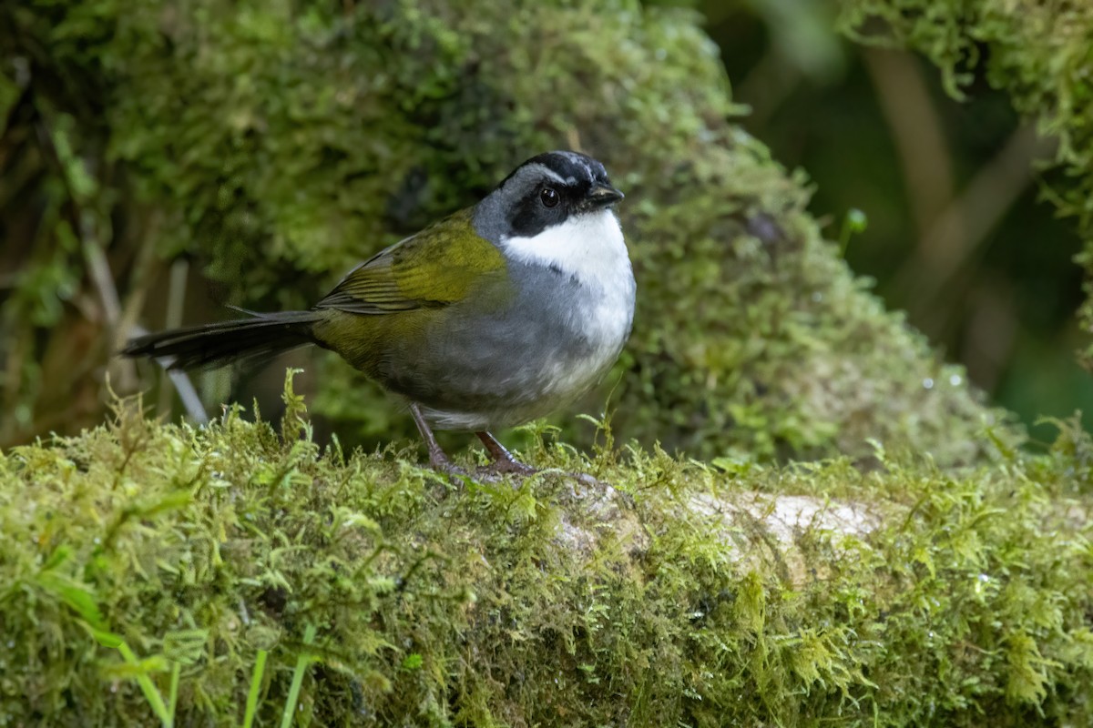 Gray-browed Brushfinch - ML646556830