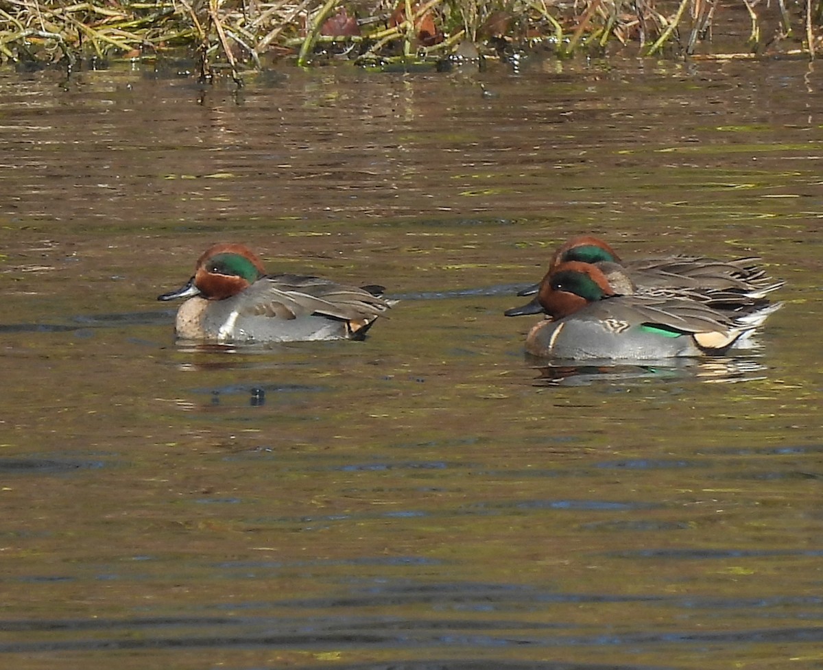 Green-winged Teal - ML646556831