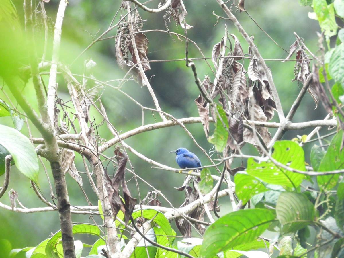 Purple Honeycreeper - ML646556834