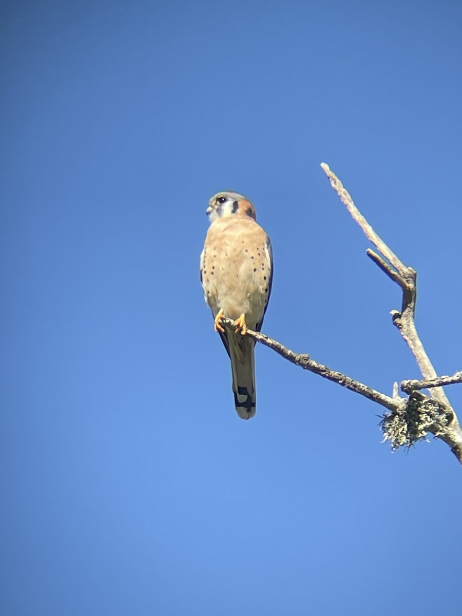 American Kestrel - ML646556835
