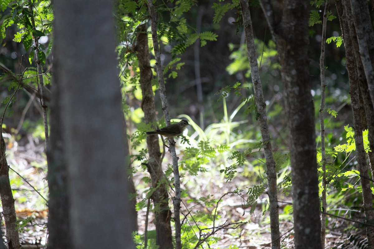 Yellow-rumped Warbler - ML646556836