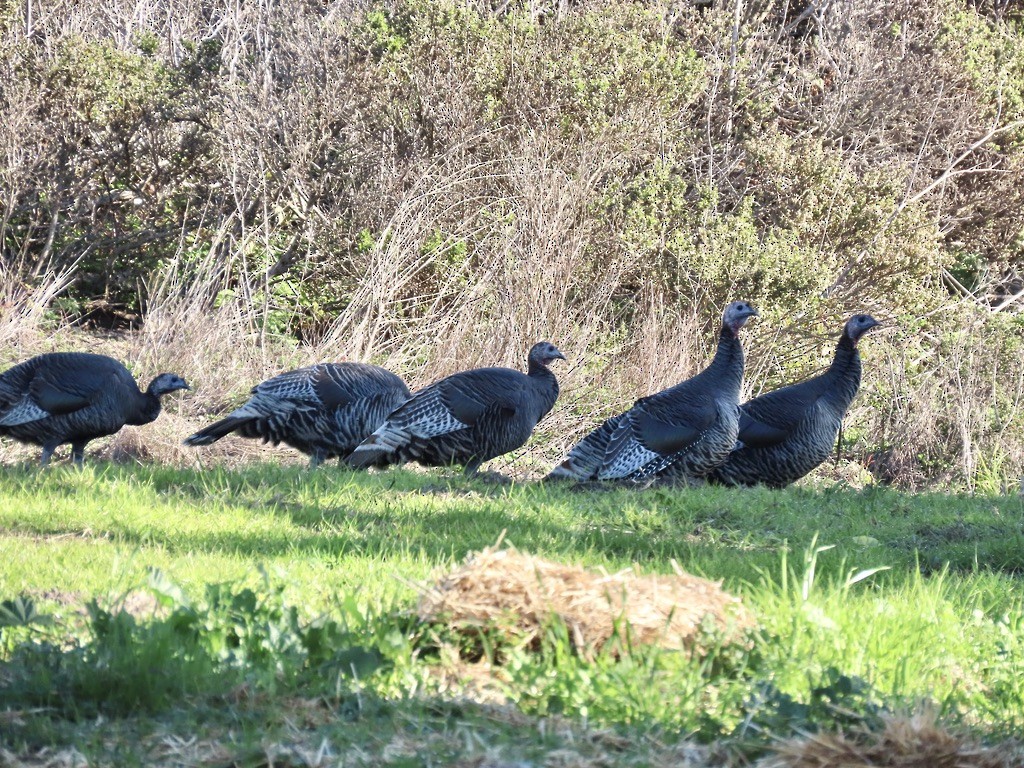 Wild Turkey - ML646556838
