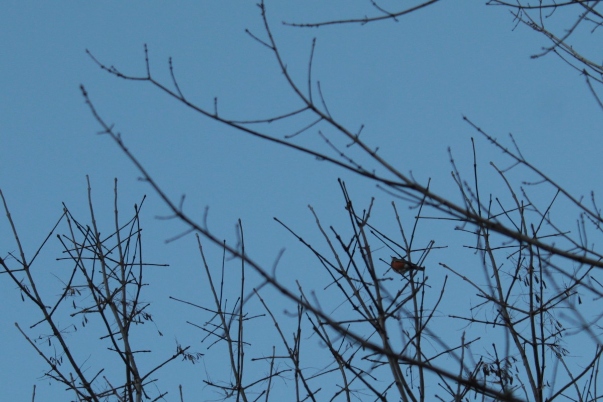 American Robin - ML646556839