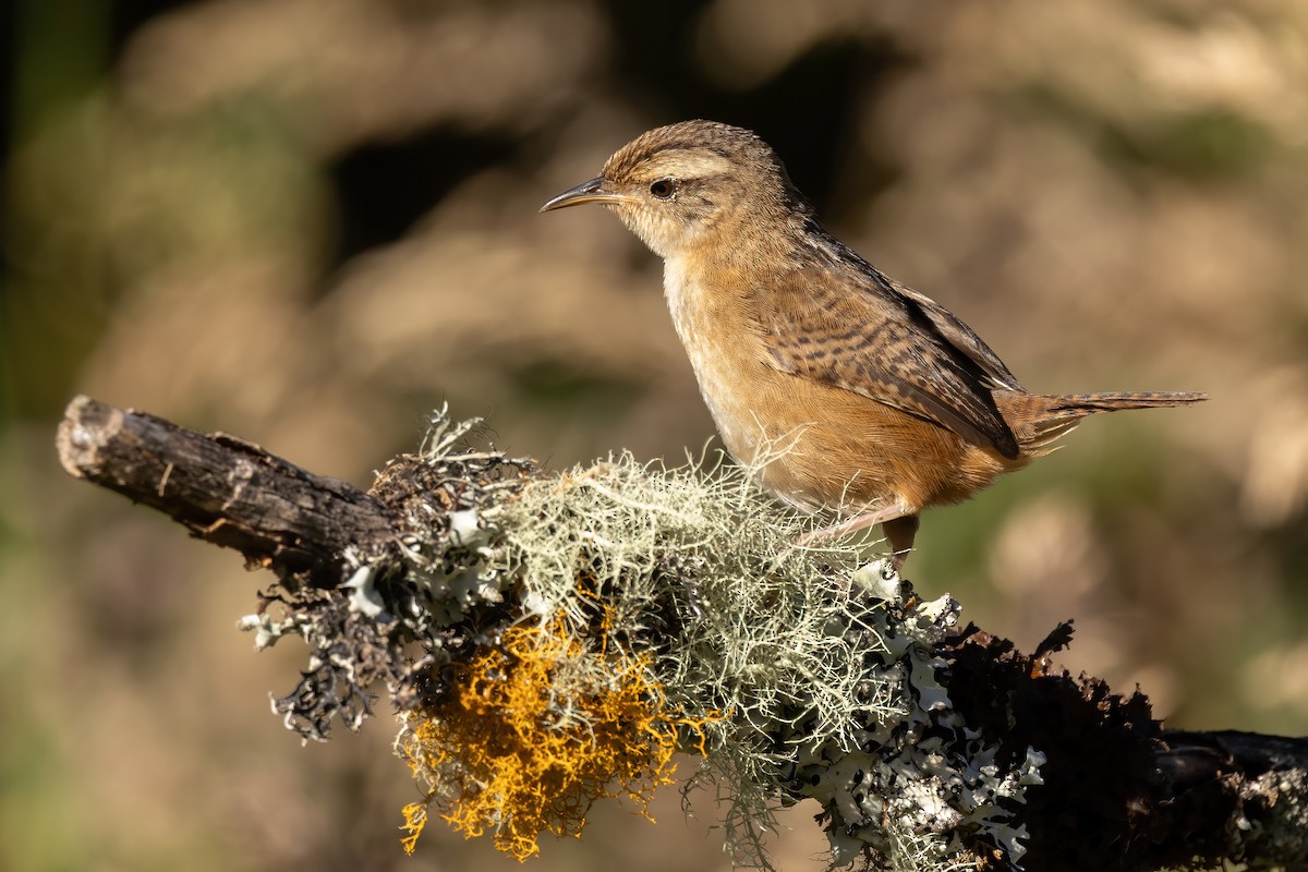Grass Wren - ML646556846